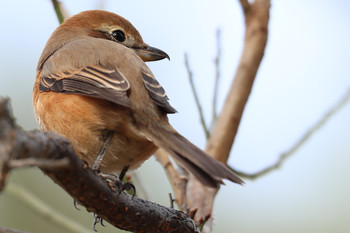 Bull-headed Shrike 東京都多摩地域 Mon, 12/10/2018