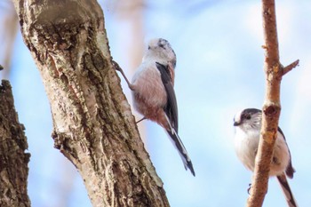 Long-tailed Tit 滋賀県びわこ地球市民の森 Sat, 3/9/2024