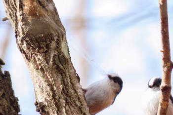 Long-tailed Tit 滋賀県びわこ地球市民の森 Sat, 3/9/2024