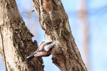 Long-tailed Tit 滋賀県びわこ地球市民の森 Sat, 3/9/2024