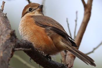 Bull-headed Shrike 東京都多摩地域 Mon, 12/10/2018