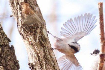 Long-tailed Tit 滋賀県びわこ地球市民の森 Sat, 3/9/2024