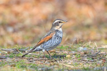 Dusky Thrush 加古大池 Sat, 2/10/2024