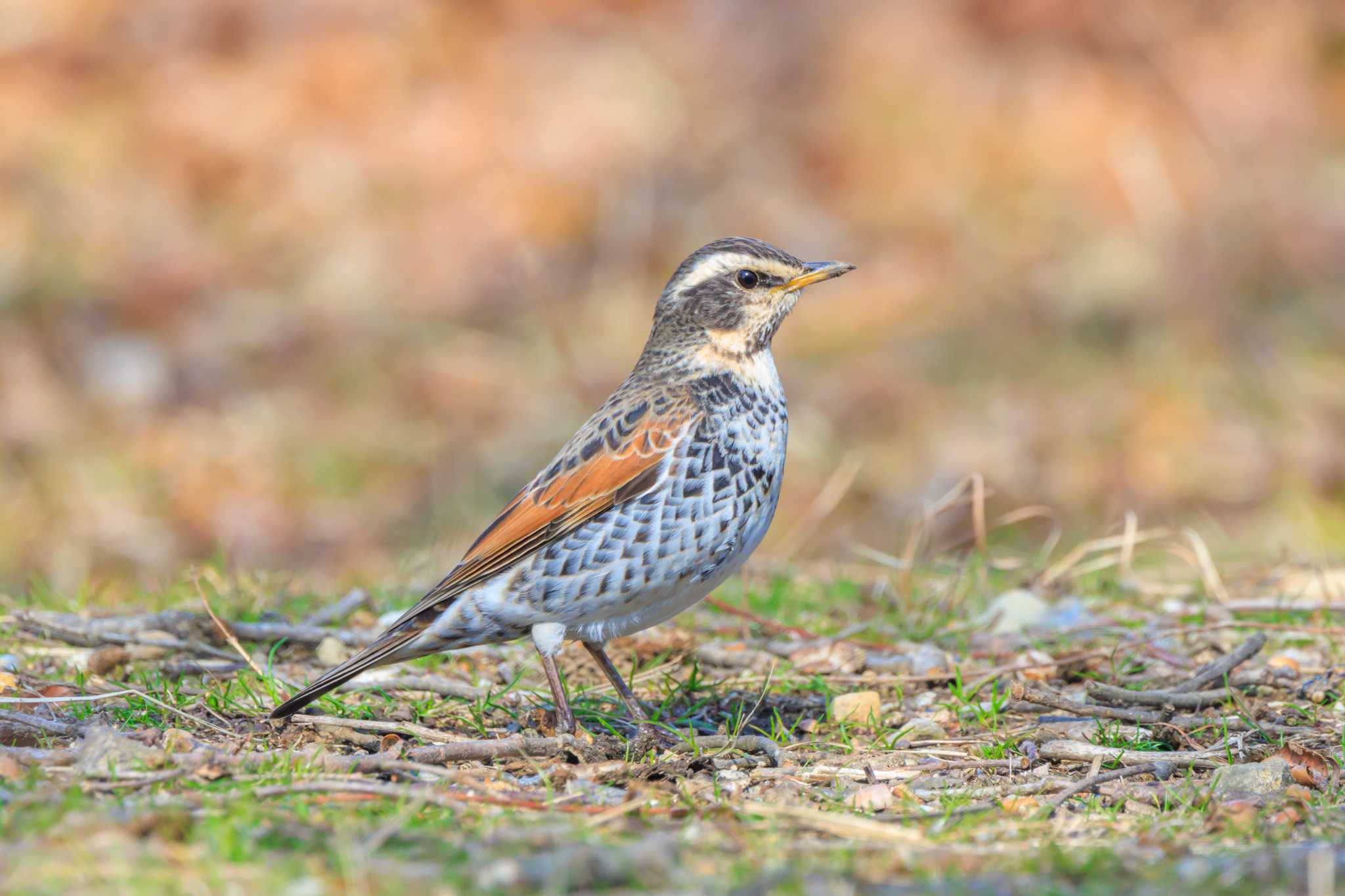 Photo of Dusky Thrush at 加古大池 by ときのたまお