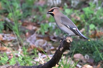 Bohemian Waxwing Kitamoto Nature Observation Park Fri, 3/15/2024