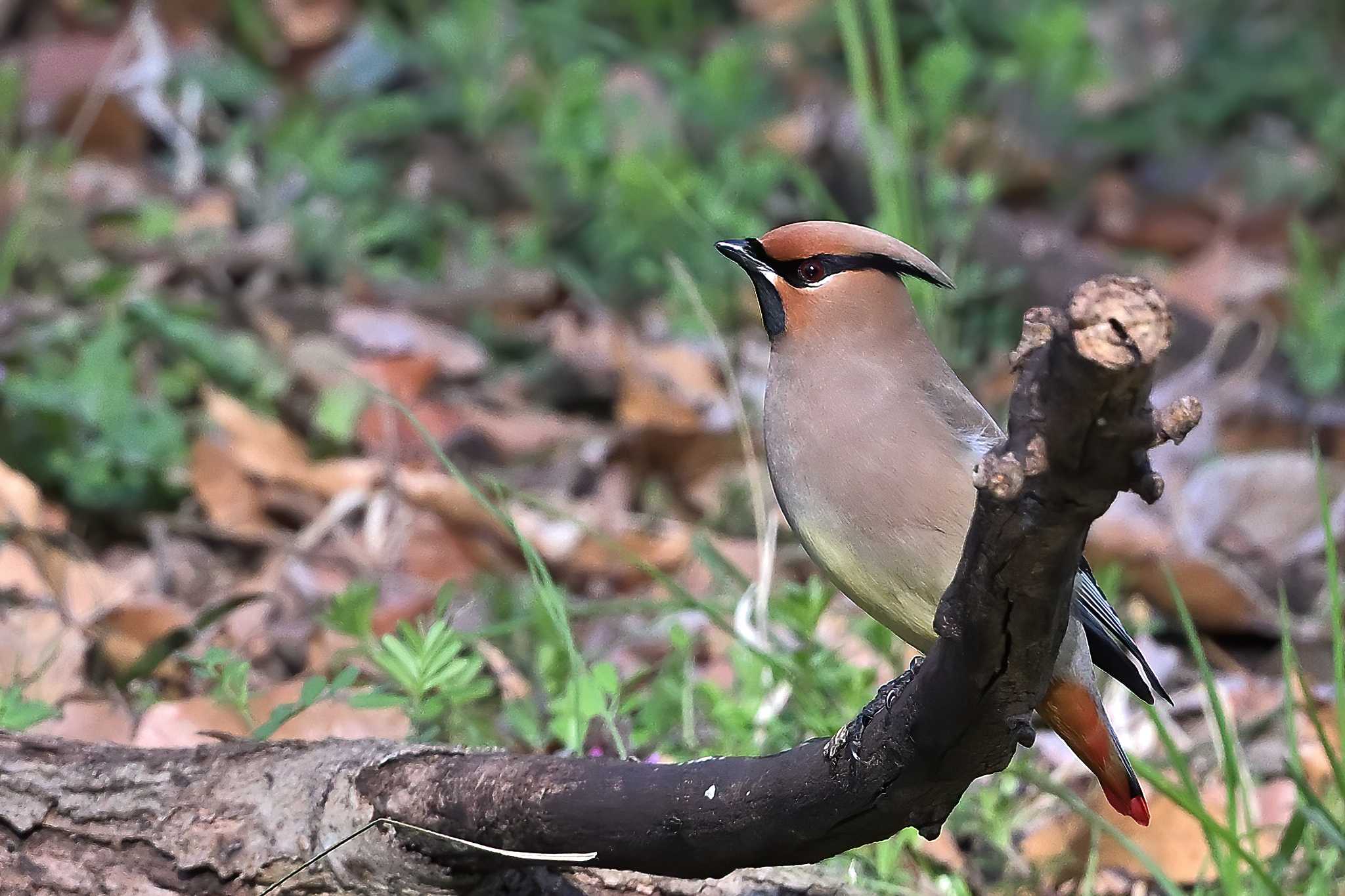 Photo of Japanese Waxwing at Kitamoto Nature Observation Park by ask