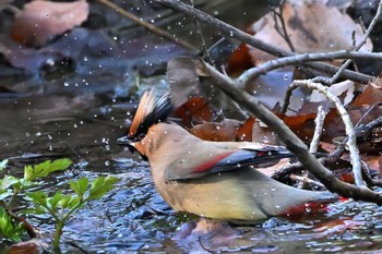 Japanese Waxwing Kitamoto Nature Observation Park Fri, 3/15/2024