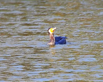 カワウ 大仙公園 2024年3月14日(木)