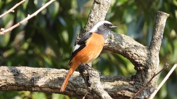 Daurian Redstart Unknown Spots Sat, 3/16/2024