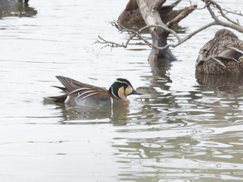 Baikal Teal 夏目の堰 (八丁堰) Sat, 3/2/2024