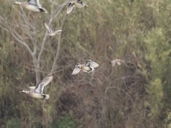 2024年3月2日(土) 夏目の堰 (八丁堰)の野鳥観察記録