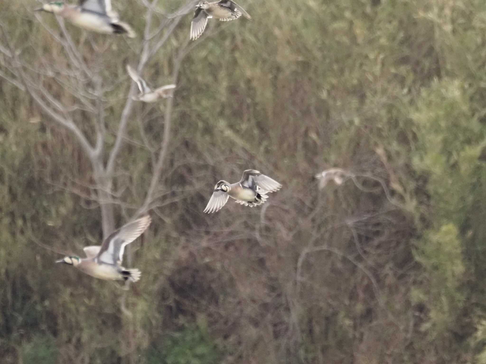 Baikal Teal