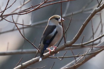 Hawfinch Kodomo Shizen Park Sat, 3/16/2024