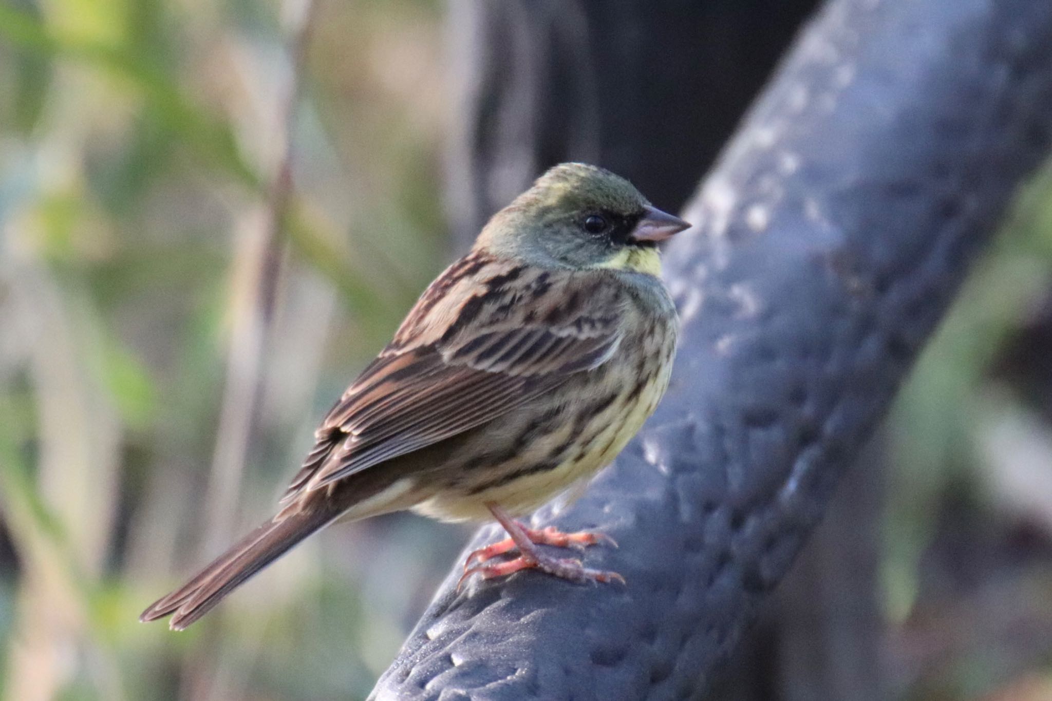 Photo of Masked Bunting at Kodomo Shizen Park by Jiateng 三保