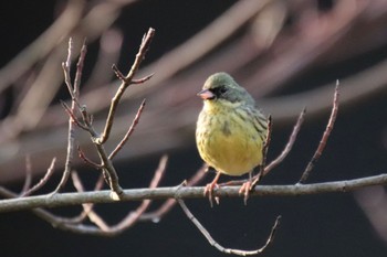 アオジ こども自然公園 (大池公園/横浜市) 2024年3月16日(土)