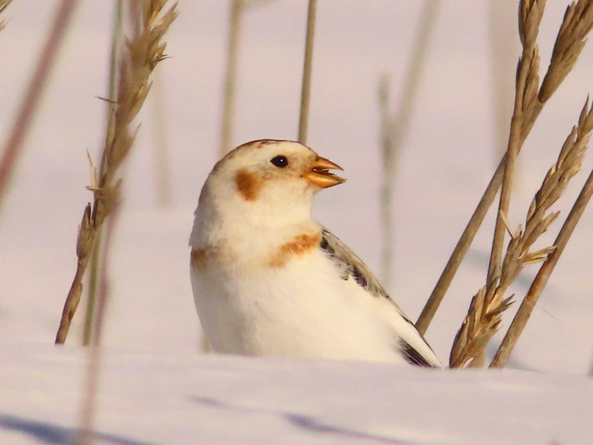 Snow Bunting