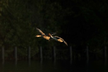 2024年1月21日(日) 洗足池公園の野鳥観察記録