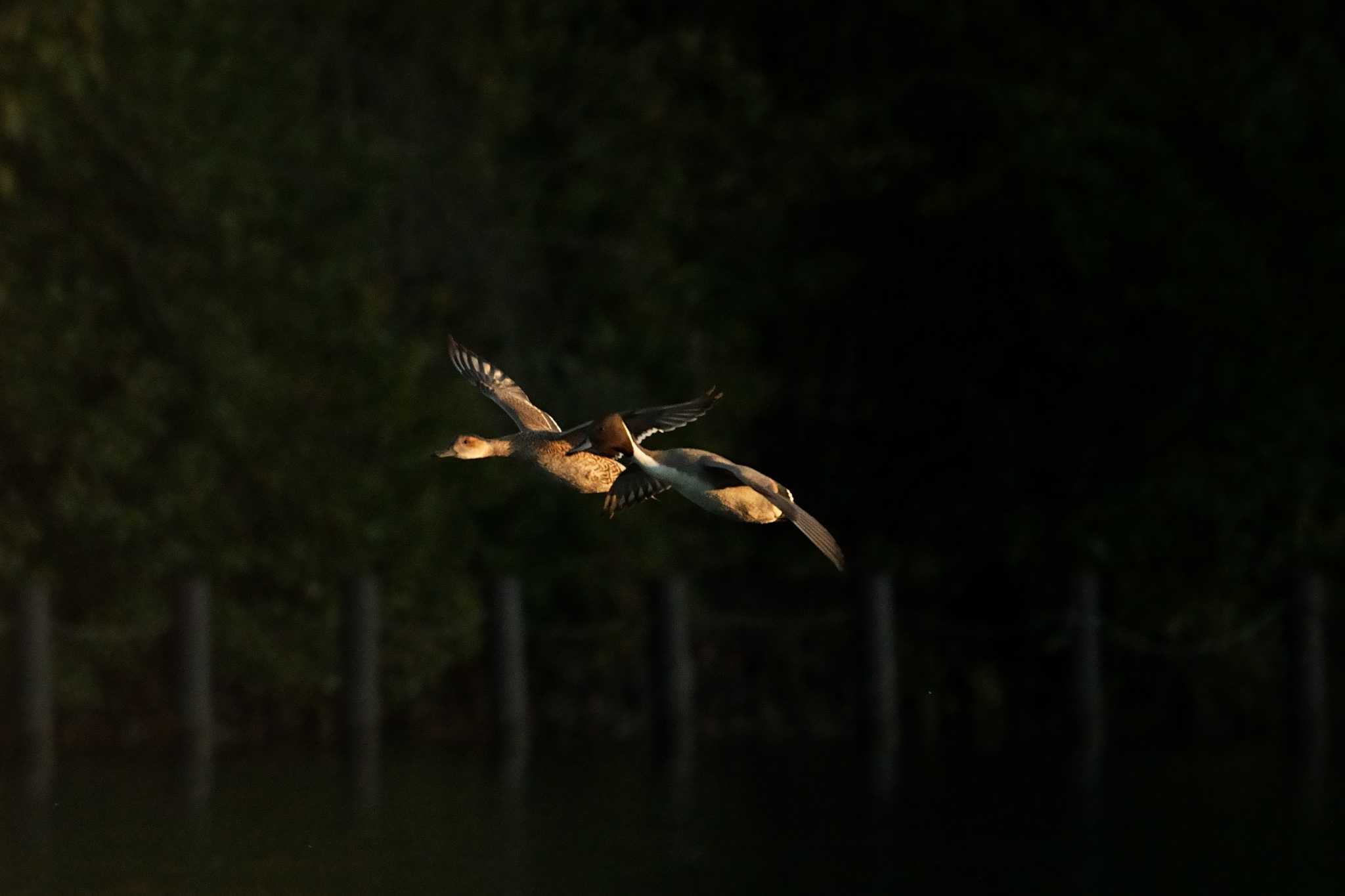 Northern Pintail