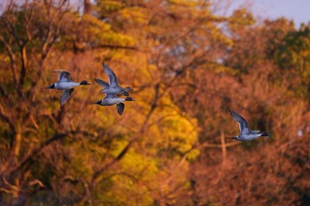 未同定 洗足池公園 2024年1月22日(月)