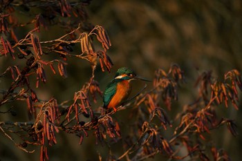 カワセミ 洗足池公園 2024年1月21日(日)