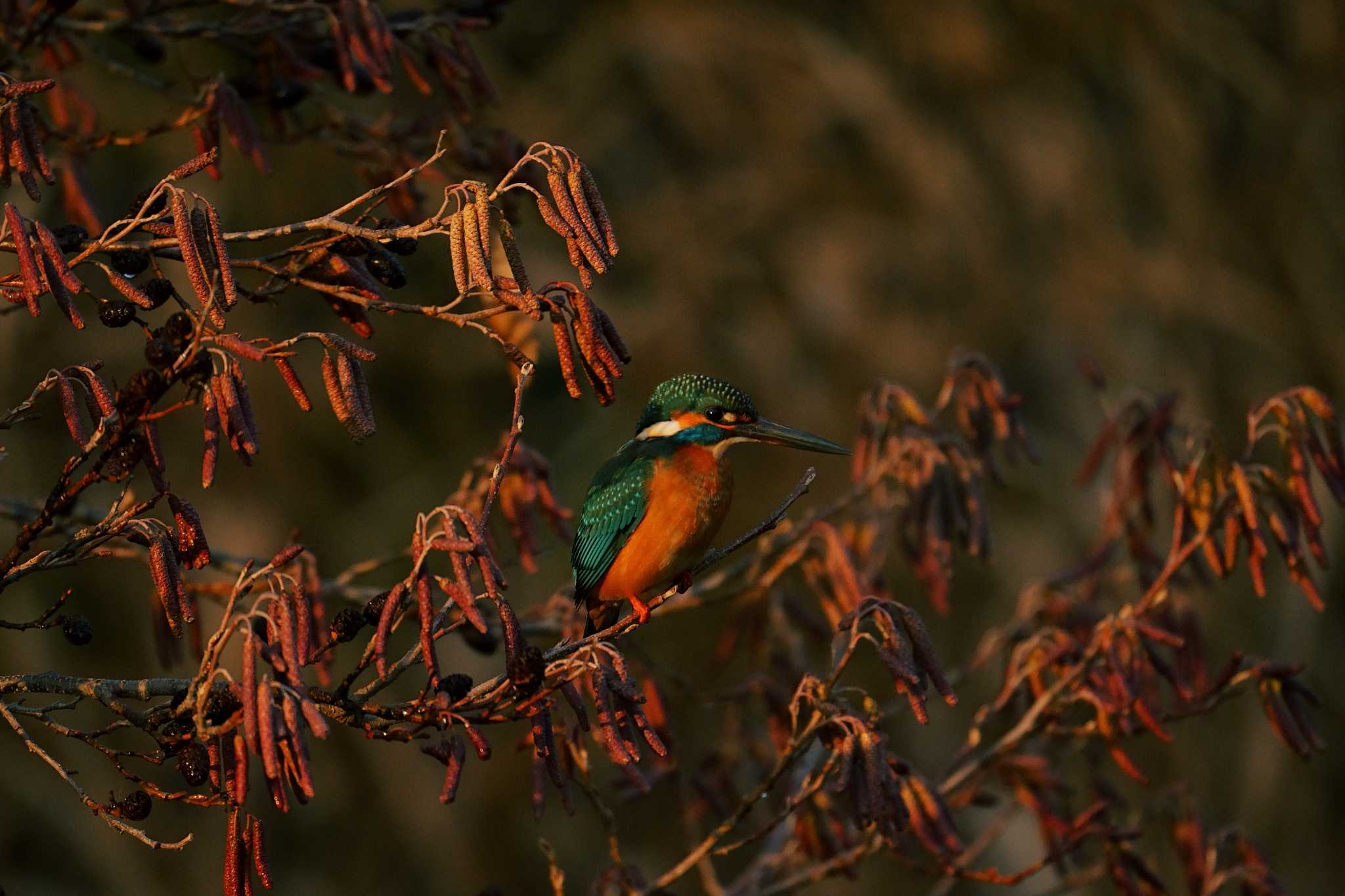 Photo of Common Kingfisher at 洗足池公園 by na san