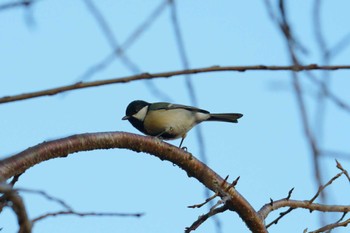 シジュウカラ 洗足池公園 2024年1月21日(日)