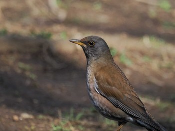 Pale Thrush 白幡沼(さいたま市) Sat, 3/16/2024