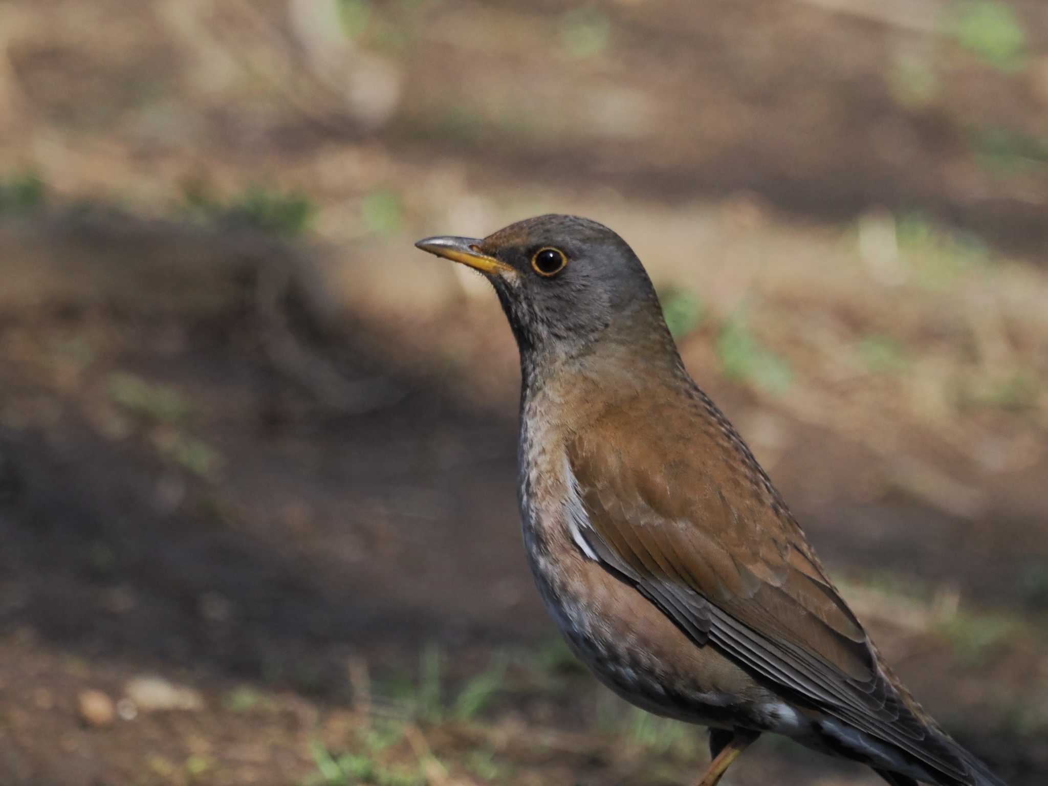 Pale Thrush