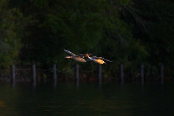 オナガガモ 洗足池公園 2024年1月21日(日)