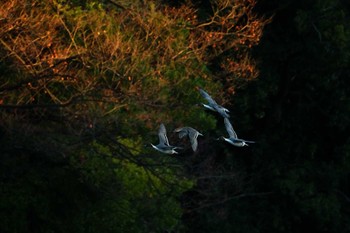 オナガガモ 洗足池公園 2024年1月21日(日)