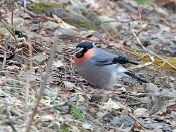 Eurasian Bullfinch 泉ヶ岳 Fri, 3/15/2024