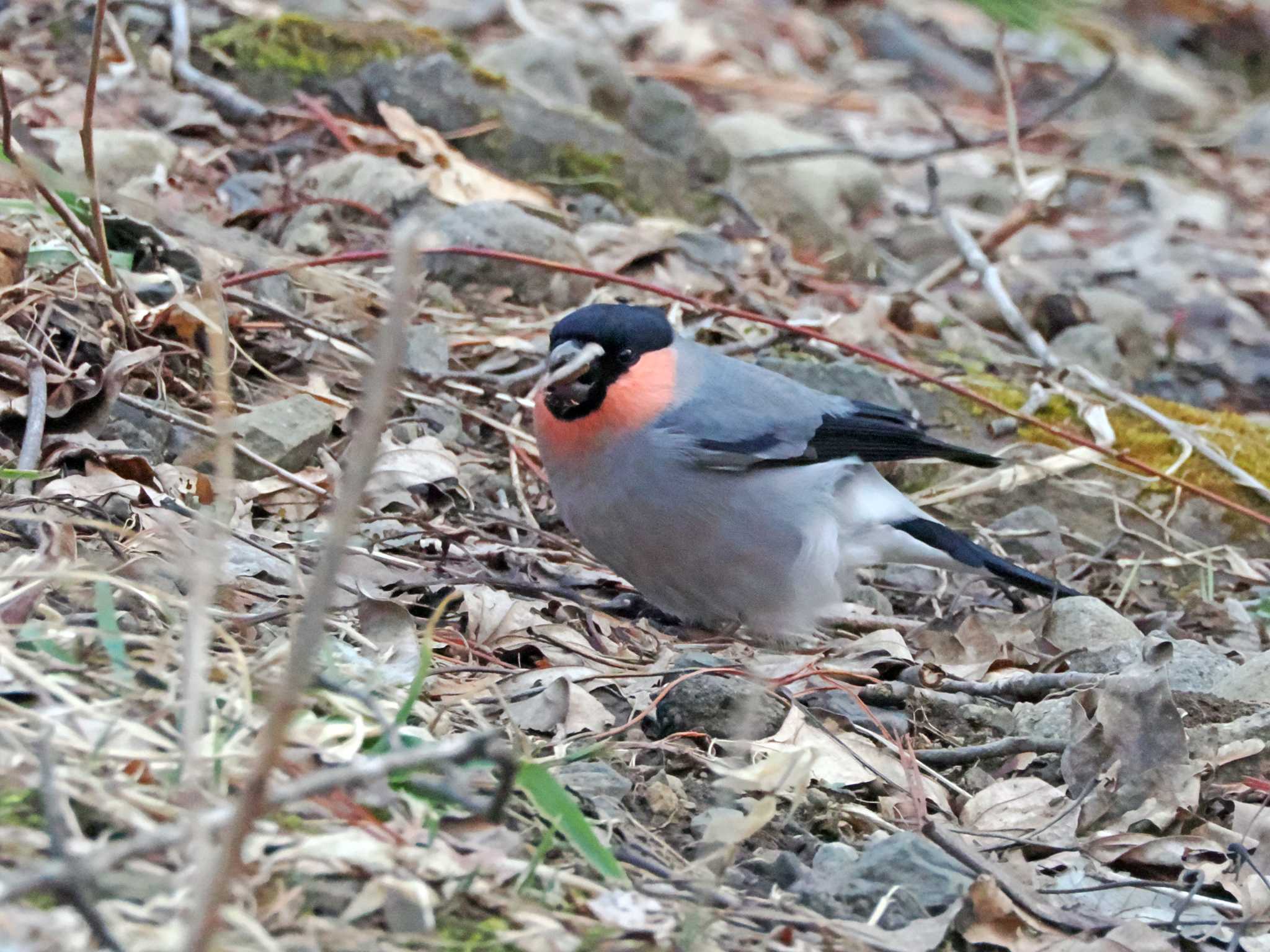 Photo of Eurasian Bullfinch at 泉ヶ岳 by ぴーさん