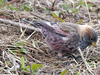 Asian Rosy Finch 泉ヶ岳 Fri, 3/15/2024