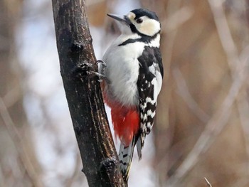 Great Spotted Woodpecker 泉ヶ岳 Fri, 3/15/2024