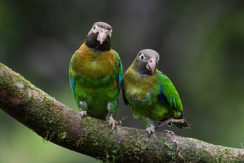 Brown-hooded Parrot コスタリカ Fri, 2/9/2024