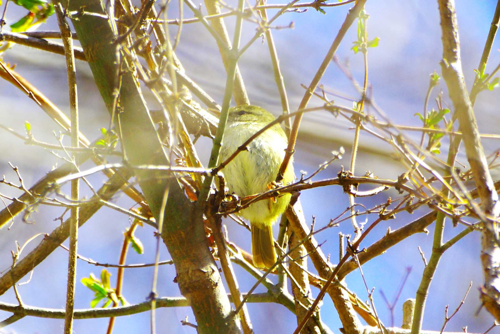 Japanese Bush Warbler