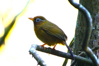 Mon, 3/11/2024 Birding report at Hayatogawa Forest Road