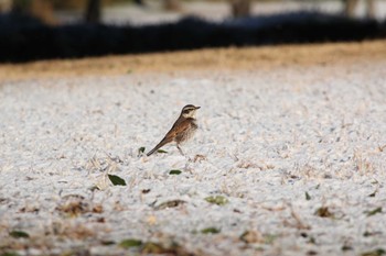 Dusky Thrush 自宅近辺 Sun, 1/14/2024