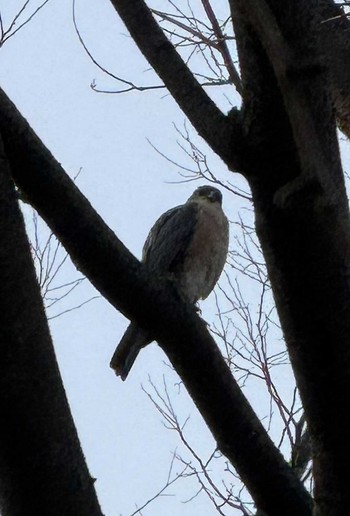 Japanese Sparrowhawk MFχ(23区西部) Sat, 3/16/2024