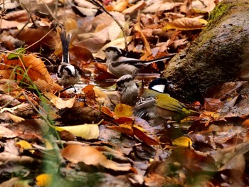 Long-tailed Tit Shinjuku Gyoen National Garden Tue, 12/4/2018