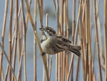 Common Reed Bunting Fujimae Tidal Flat Thu, 3/14/2024