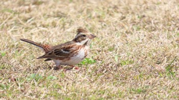 Rustic Bunting 宮田用水(蘇南公園前・江南市) Fri, 3/15/2024