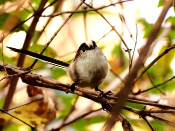 Long-tailed Tit Shinjuku Gyoen National Garden Tue, 12/4/2018