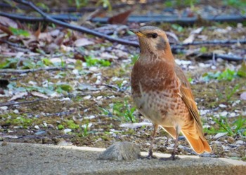 ハチジョウツグミ 六義園 2024年3月16日(土)