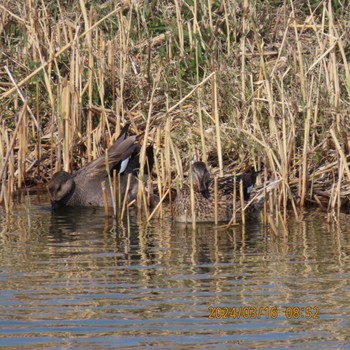 Gadwall Kasai Rinkai Park Sat, 3/16/2024