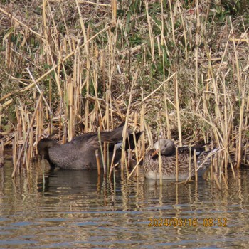 オカヨシガモ 葛西臨海公園 2024年3月16日(土)