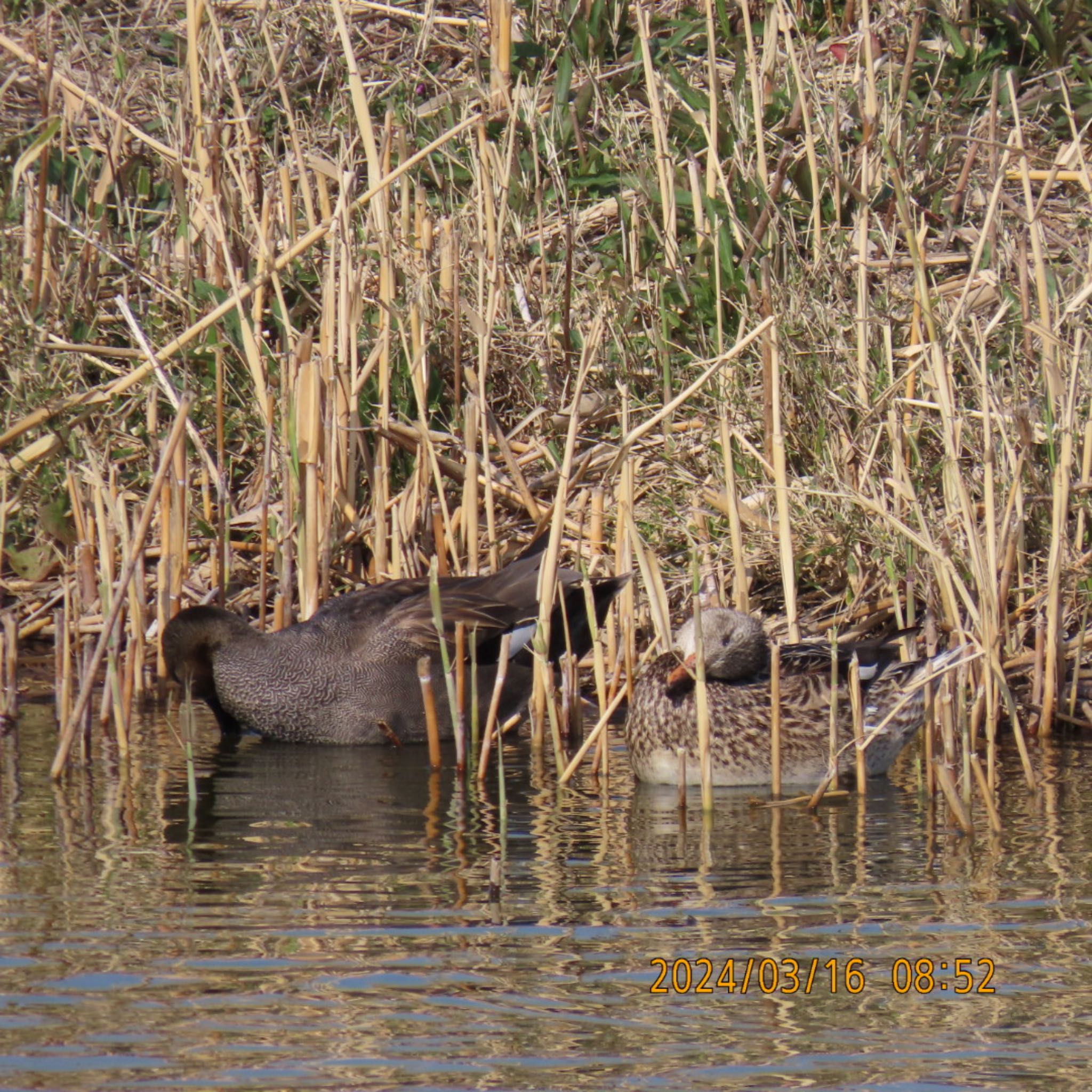 Gadwall