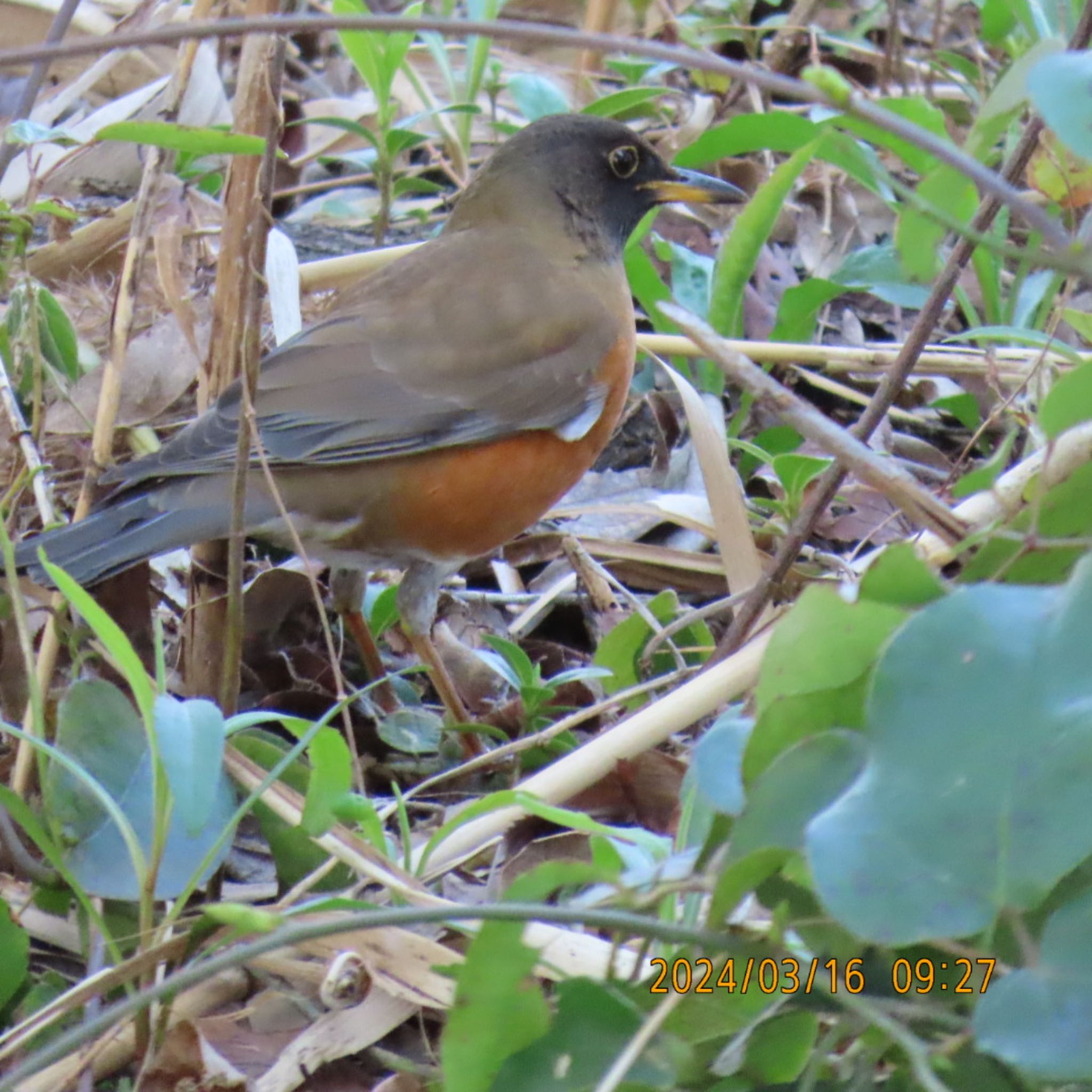 Brown-headed Thrush