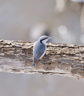 Eurasian Nuthatch(asiatica) Makomanai Park Sat, 3/16/2024