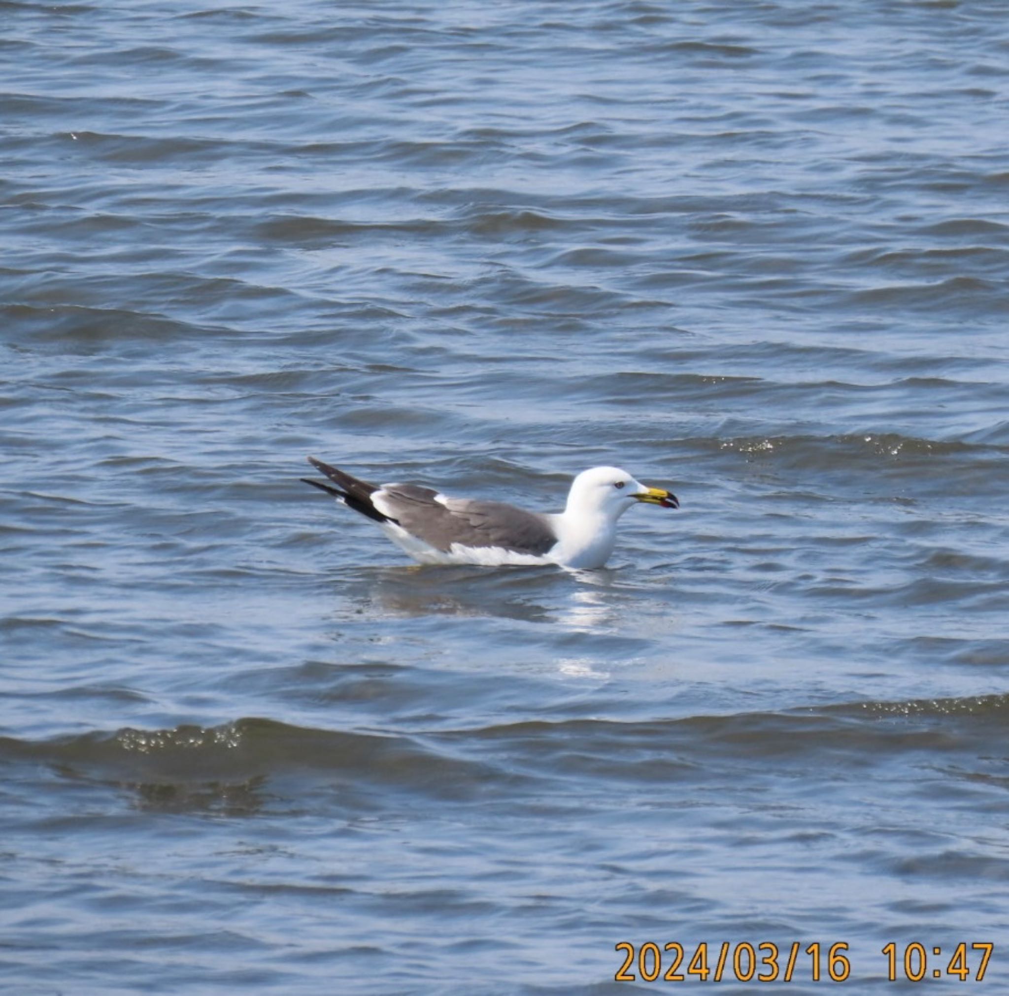 Black-tailed Gull